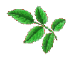 ClipArt 葉っぱ